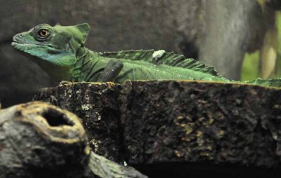 Lizard