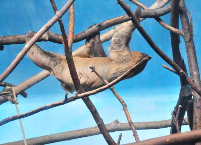 Slothly Living