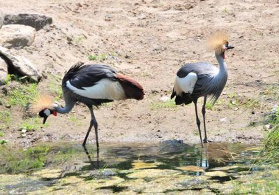 Decorative Cranes