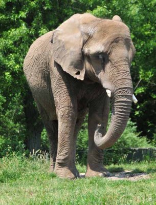 Curly Trunk