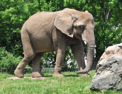 Nice Elephant