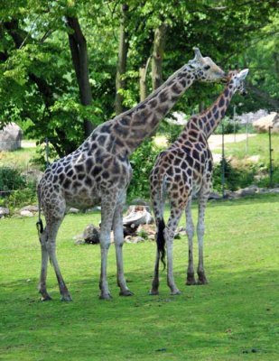 Giraffe Mom & Dad