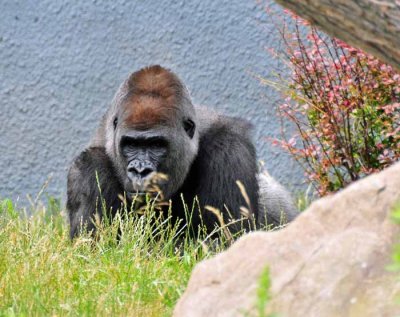 Gorillas!!!