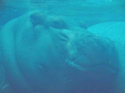 Hippos