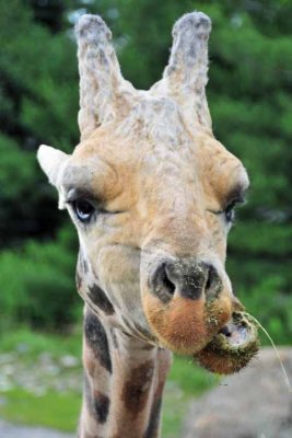 Whoa.  Giraffe Close By