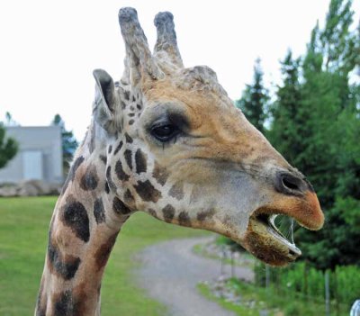 Hello, Giraffe!