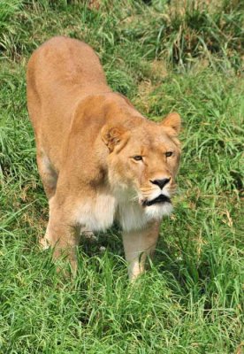 Back to the Lions