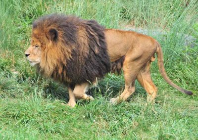 Amazing Mane