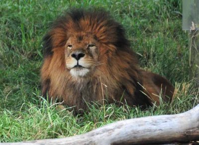 Aslan Esque