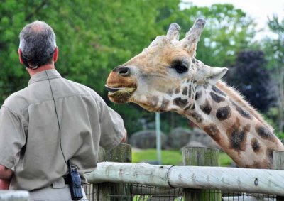 Giraffe Kiss?