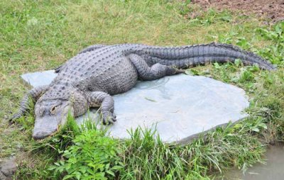 Gator Sunning