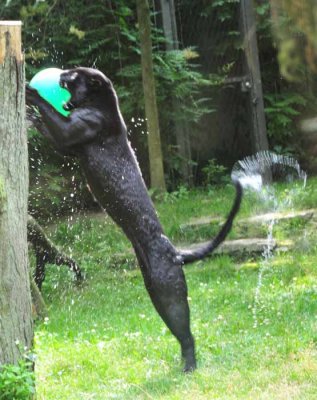 Leaping Up
