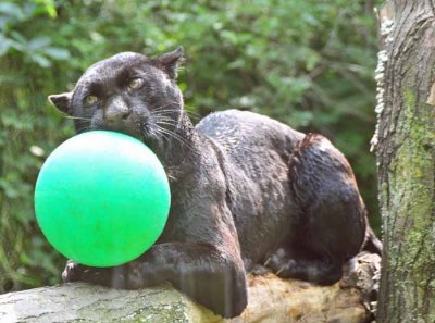 Enjoying His Ball