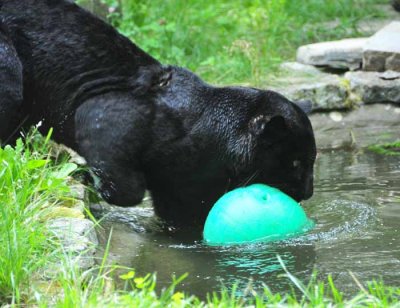 Taking Ball into Water