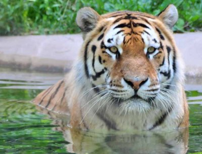 Amazing Tiger