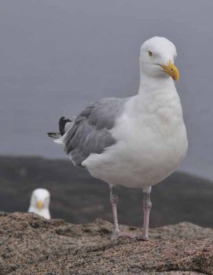 Seagull Photo-Bomb