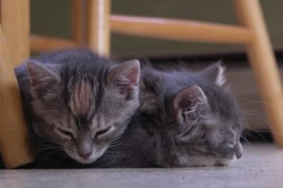 Kitchen floor catnap
