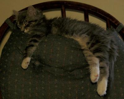 King of the Chair