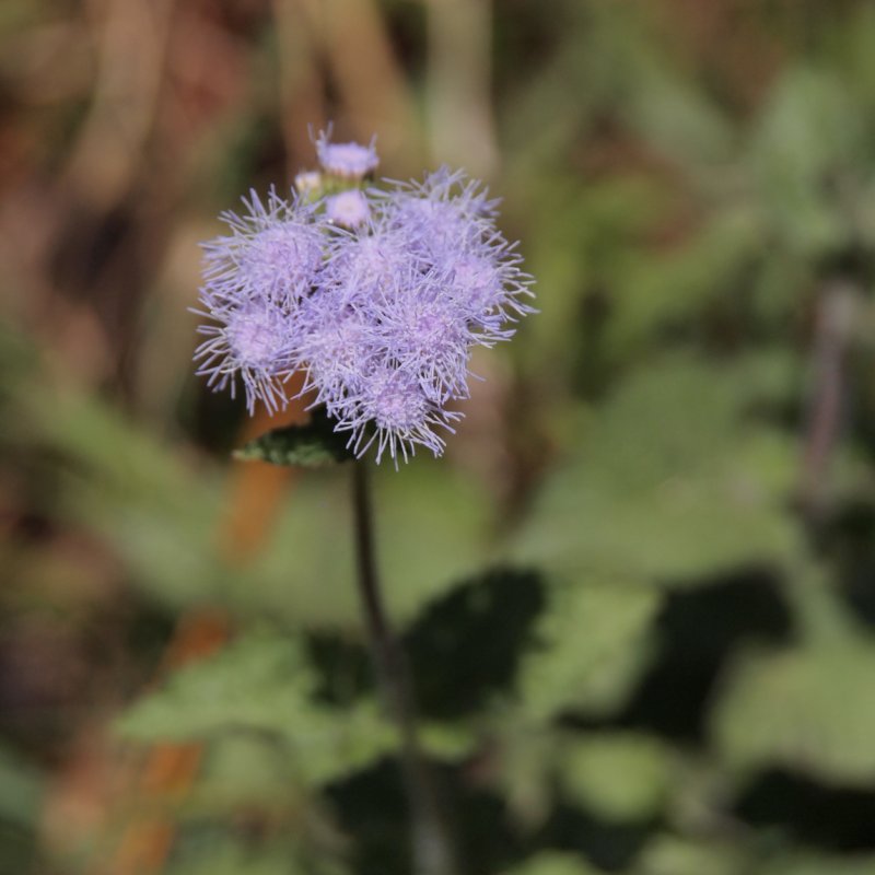 Wild Flowers of Dalat (5)