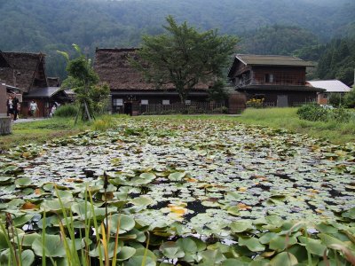 Guest house fronted by a beautiful lotus pond