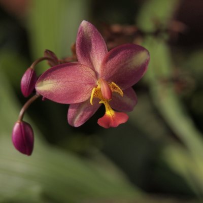 Orchid (2)