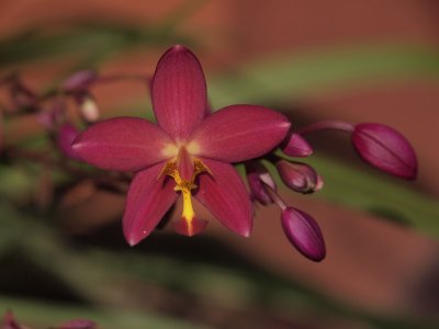 Orchid (3)
