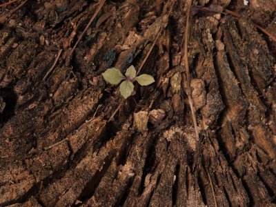 Life Form on a Stump