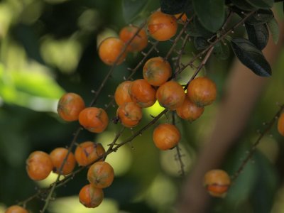 Wild Berries from the Purple Little Flowers