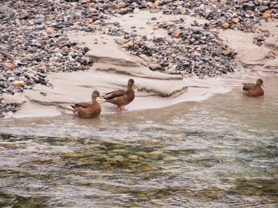 Happy Duckling!