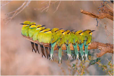 Swallowtailed Bee-eaters