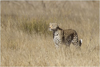 Leopard near Samevloeiing