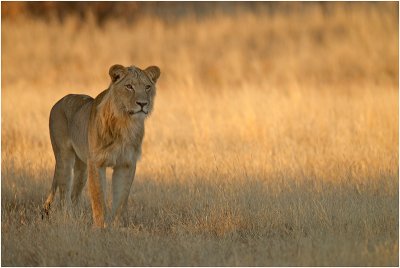 Lion in morning light