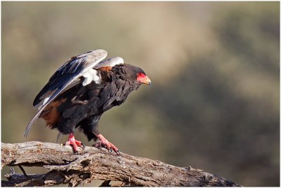 Bateleur