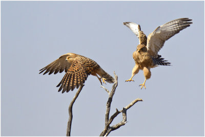 Greater Kestrels