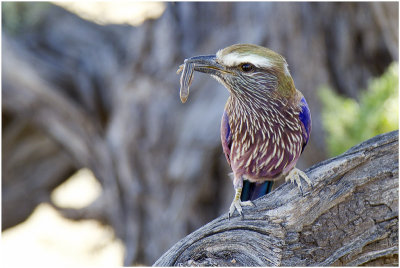 Purple Roller