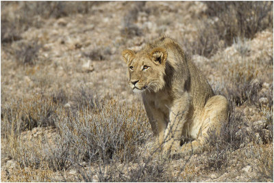 Lion eyeing a Gemsbok