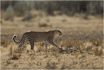 Leopard at Samevloeiing