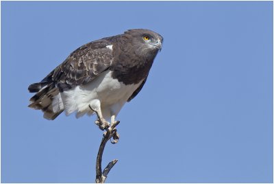 Blackchested Snake Eagle