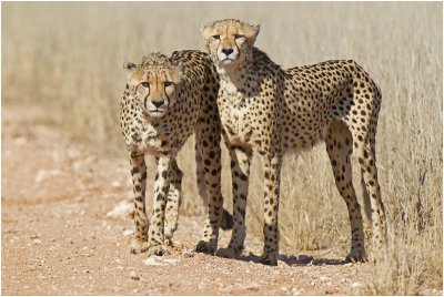 Cheetah brothers