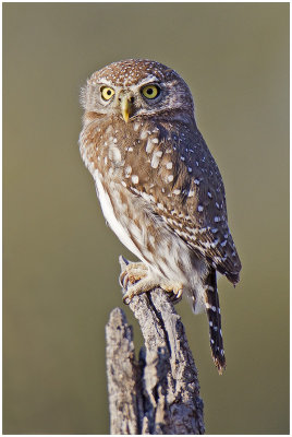 Pearl-spotted Owlet