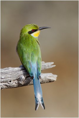 Swallowtailed Bee-eater