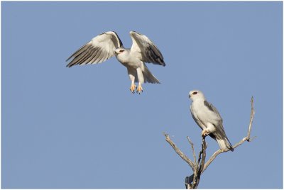 Blackshouldered Kites