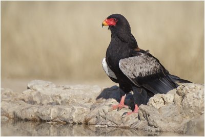 Bateleur