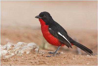 Crimson-breasted Shrike