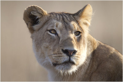 Lioness Portrait