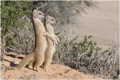 Yellow Mongoose Pals