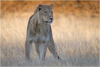 Lion in morning light