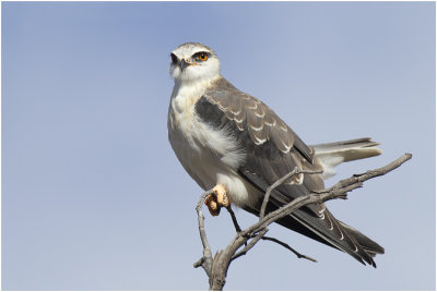 Blackshouldered Kite