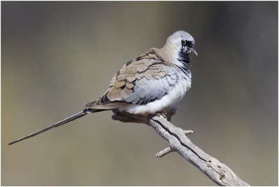 Namaqua Dove