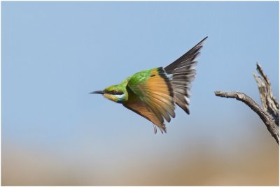 Swallowtailed Bee-eater